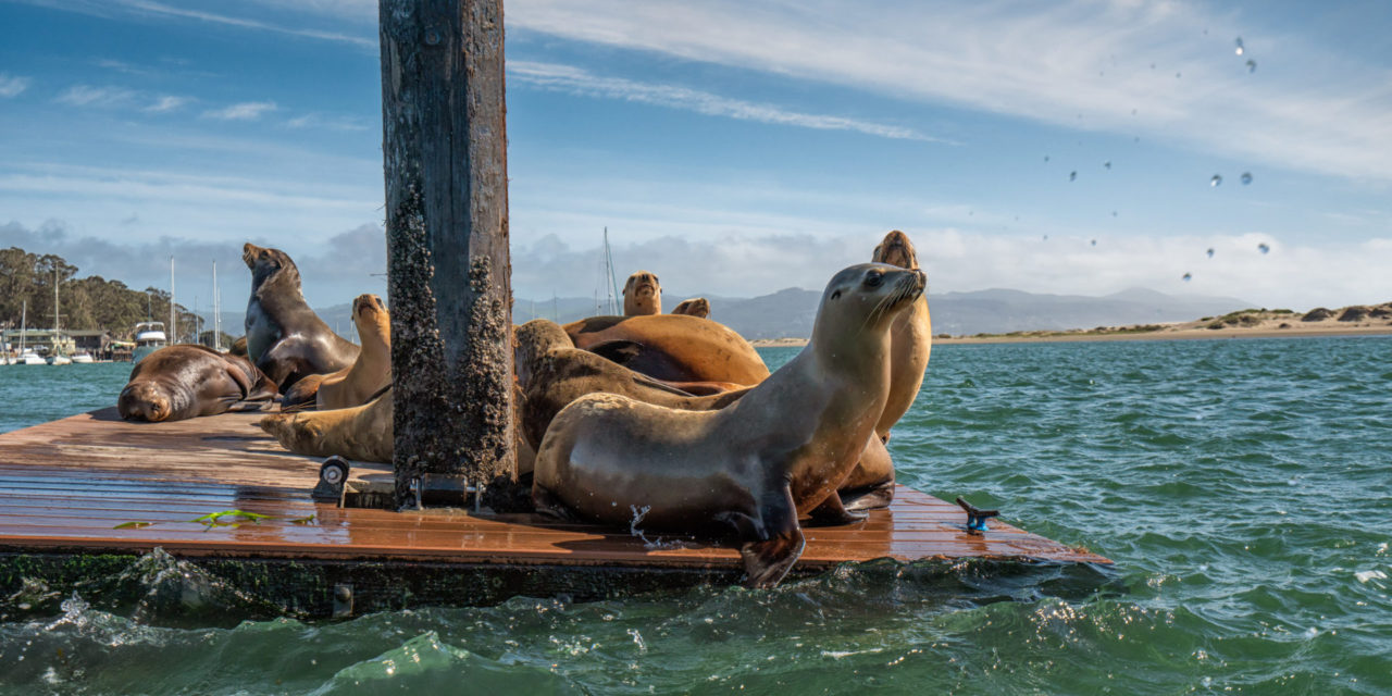 Wildlife You’re Likely to See in Morro Bay