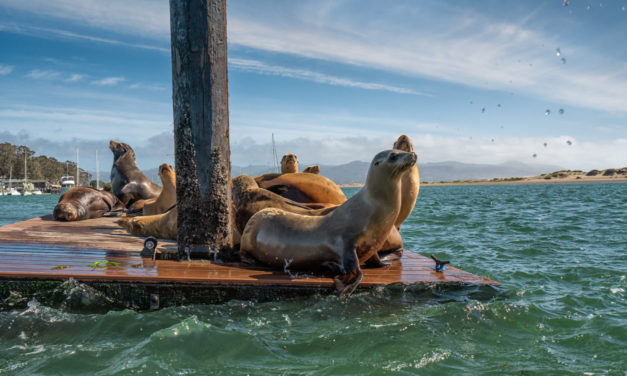 Wildlife You’re Likely to See in Morro Bay