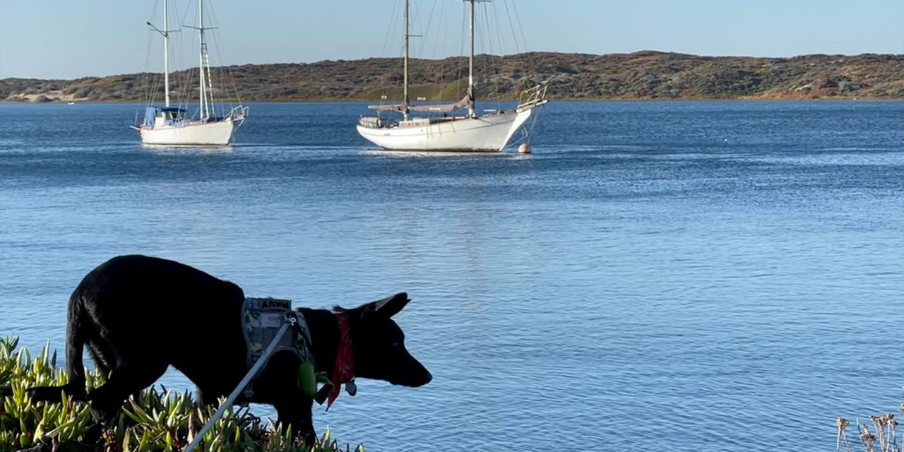 Dog-Friendly Morro Bay: A Local’s Guide to Bringing Your Dog to the Working Coast