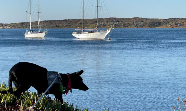 Dog-Friendly Morro Bay: A Local’s Guide to Bringing Your Dog to the Working Coast