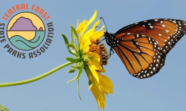 Western Monarch Butterflies: Protecting Our Pollinators