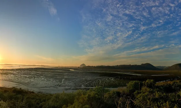 Nearby: Family Field Trip, Sunset Bat Walk in the Elfin Forest