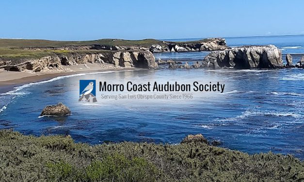 Nearby: Villa Creek Snowy Plover Walk with Morro Coast Audubon