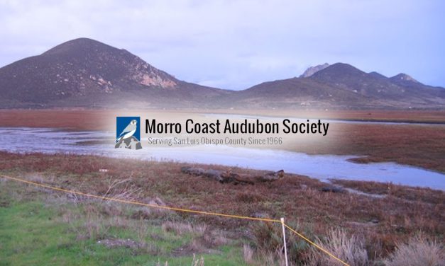 Habitat Walk: Marina Boardwalk Salt Marsh