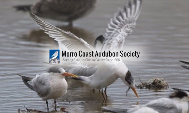Shorebirds for All: Morro Strand Bird Walk